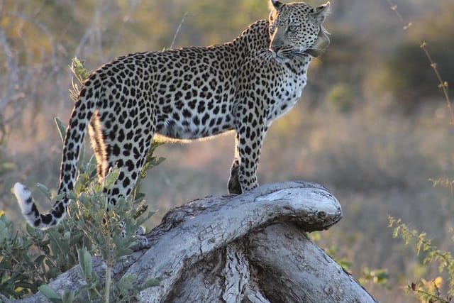 Leopard at perch